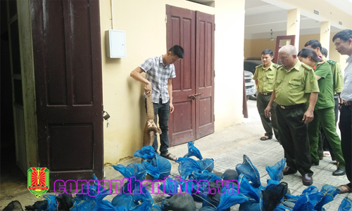 Thanh Hóa Bắt vụ vận chuyển gần 340 kg tê tê quí hiếm