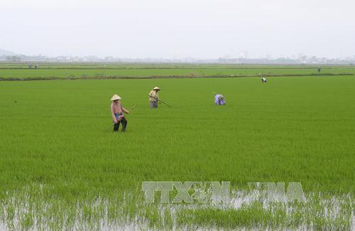 Vĩnh Phúc đồng loạt gieo cấy lúa mùa 2018