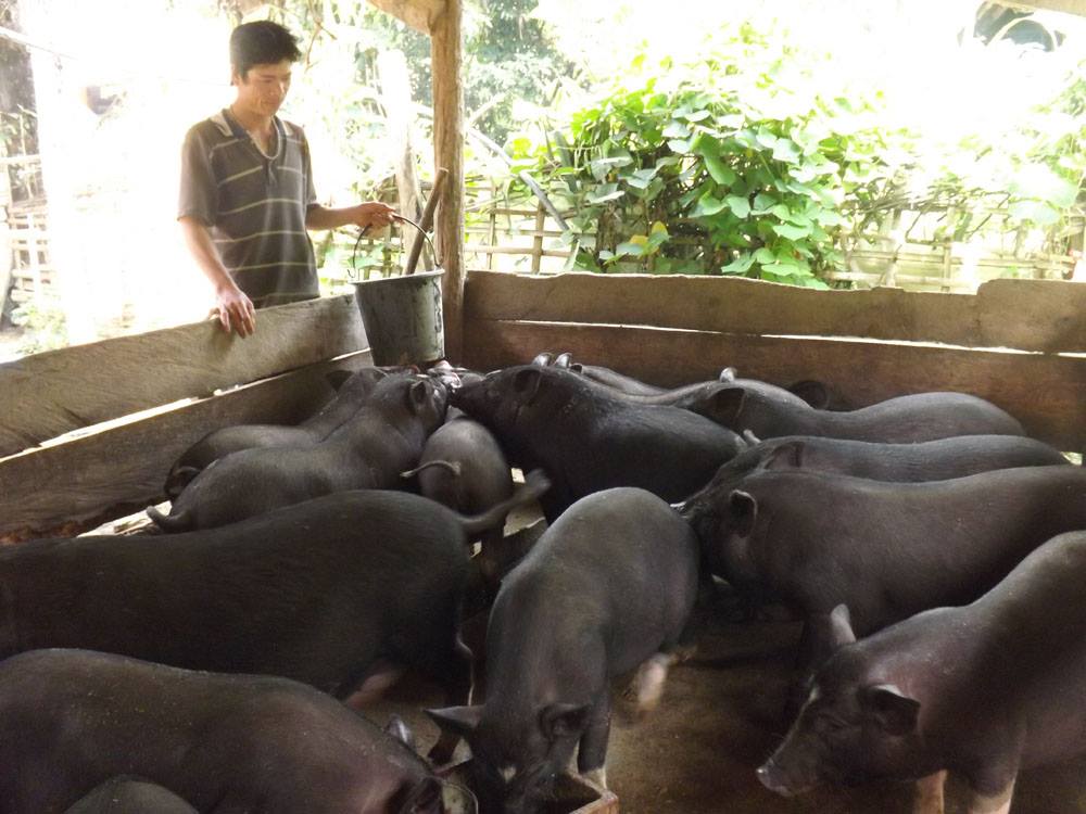 Vĩnh Phúc Công tác giảm nghèo giúp nâng cao đời sống người dân
