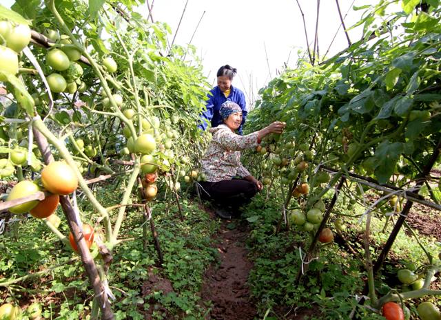 Phát huy vai trò của phụ nữ trong sản xuất, sử dụng thực phẩm an toàn