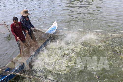 Đồng Tháp Sắp xếp sản xuất giống cá tra theo 3 cấp