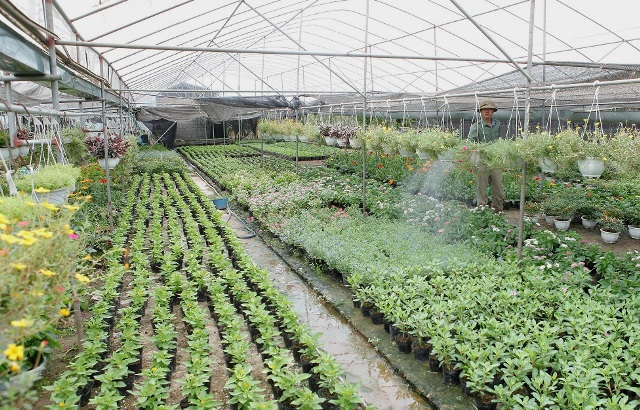 Xã Xuân Quan Văn Giang, Hưng Yên  Nông dân làm giàu từ trồng hoa