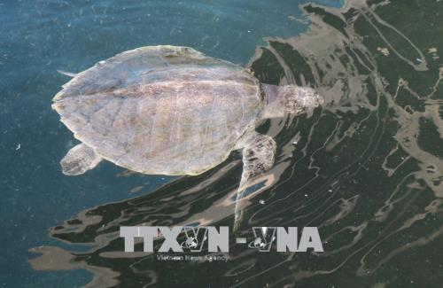 Tăng cường bảo vệ loài rùa biển quý hiếm