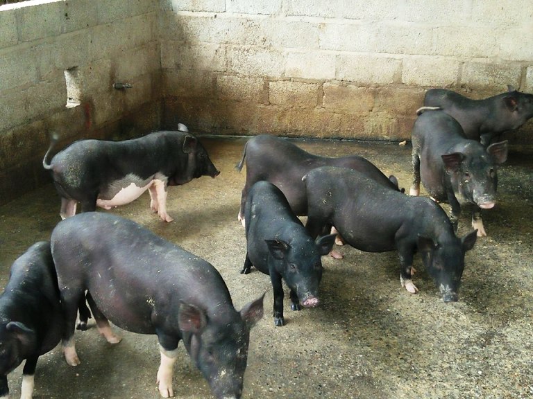 Bắc Kạn Triển khai hiệu quả tín dụng chính sách xã hội những tháng cuối năm 2018