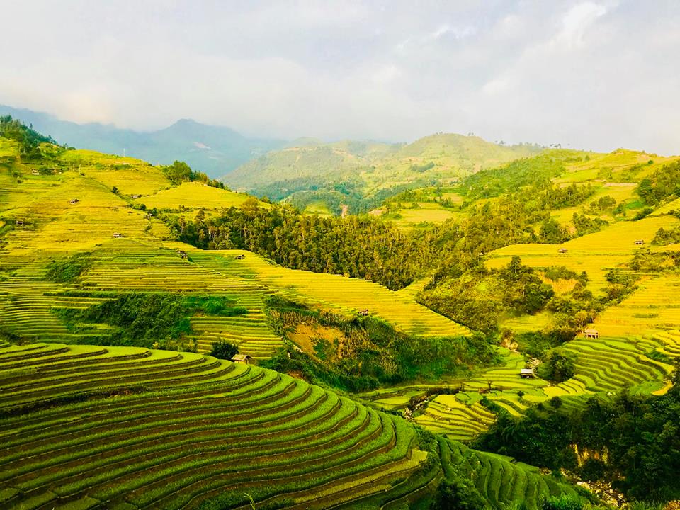 Ngắm mùa vàng trên vùng cao Mù Cang Chải