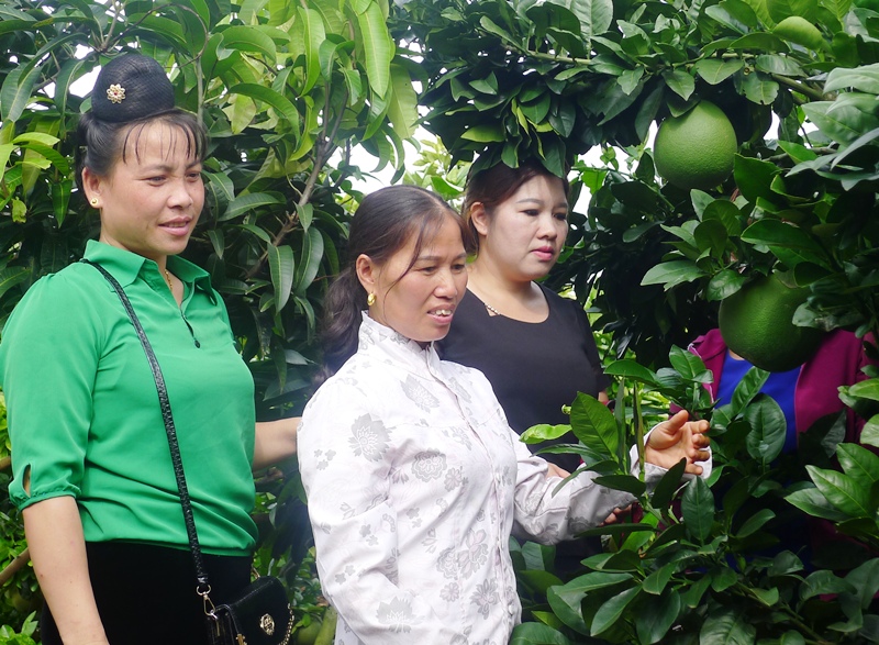 Hội viên phụ nữ xã Hát Lót giúp nhau phát triển kinh tế