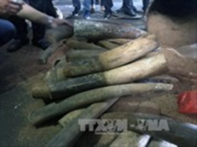 Bắt giữ gần 1 tấn ngà voi, vẩy tê tê vận chuyển vào Hà Nội