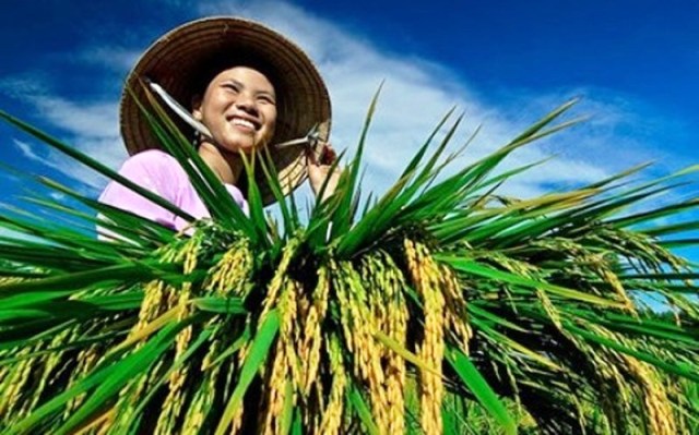 ​ Kết quả tích cực về tín dụng chính sách trong lĩnh vực nông nghiệp, nông thôn
