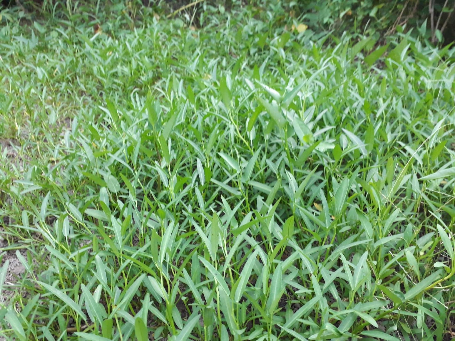 Lương tâm “sạch”