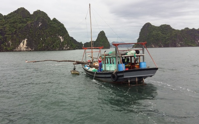 Quảng Ninh Không khai thác thủy sản trong vùng Di sản vịnh Hạ Long