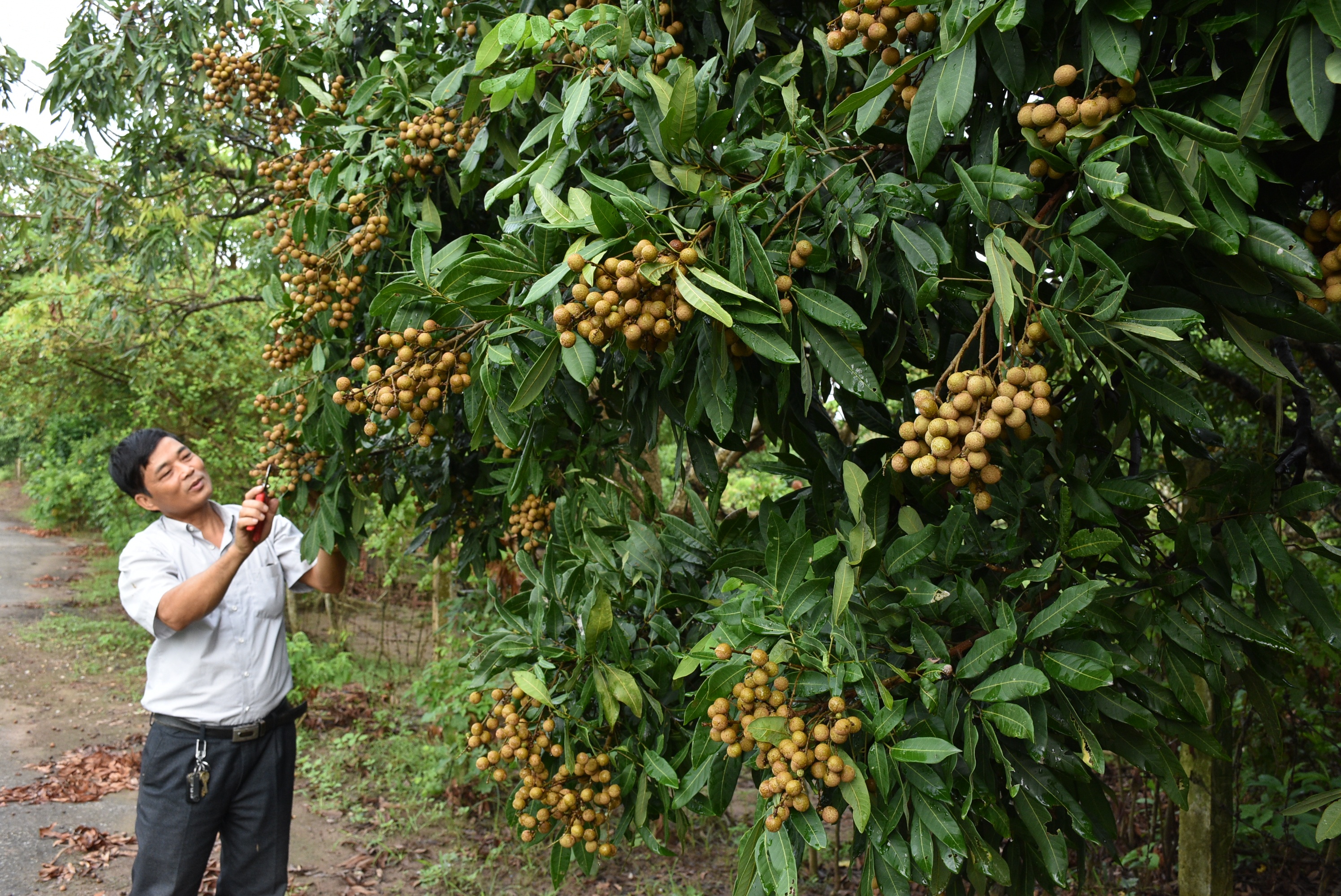 Hưng Yên Tiêu thụ được gần 48 nghìn tấn nhãn