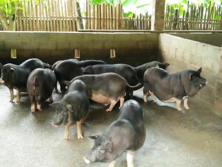 Vĩnh Phúc Chủ động các biện pháp phòng chống dịch tả lợn Châu Phi