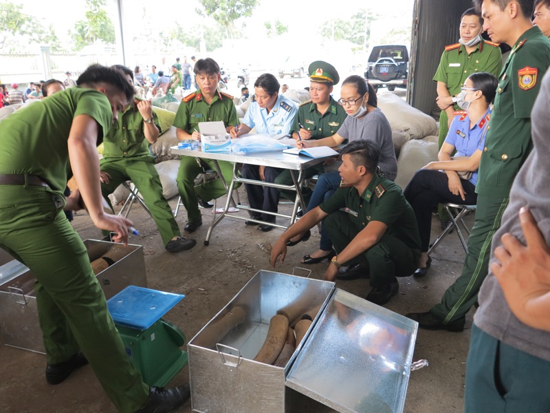 Bắt giữ lô hàng chứa lượng lớn ngà voi và vảy tê tê