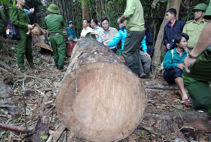 Không có “vùng cấm” trong xử lý nạn phá rừng tại Quảng Nam