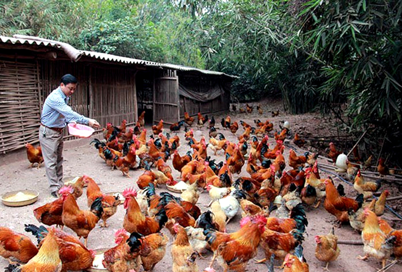 Tái cơ cấu ngành Nông nghiệp ở Quảng Ninh Những bước đi vững chắc và hiệu quả