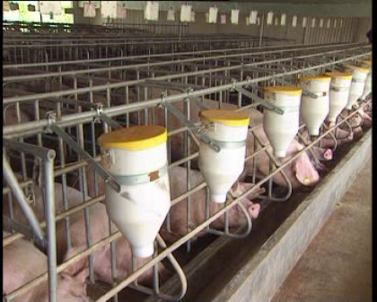 Vĩnh Phúc Sản xuất chăn nuôi ổn định và phát triển
