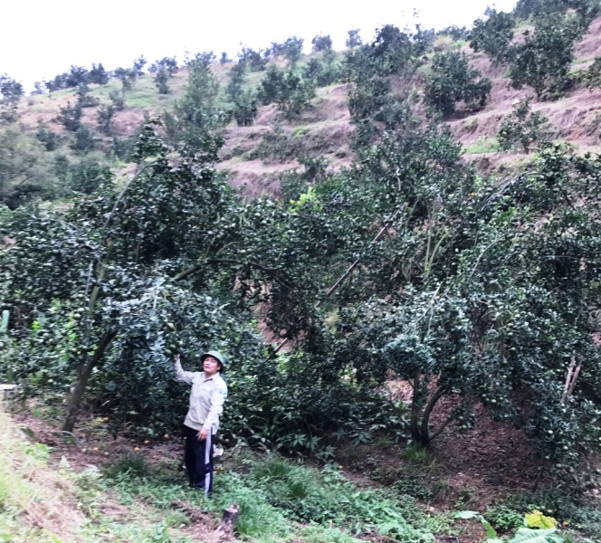 Tỷ phú cam ở Bắc Quang Hà Giang