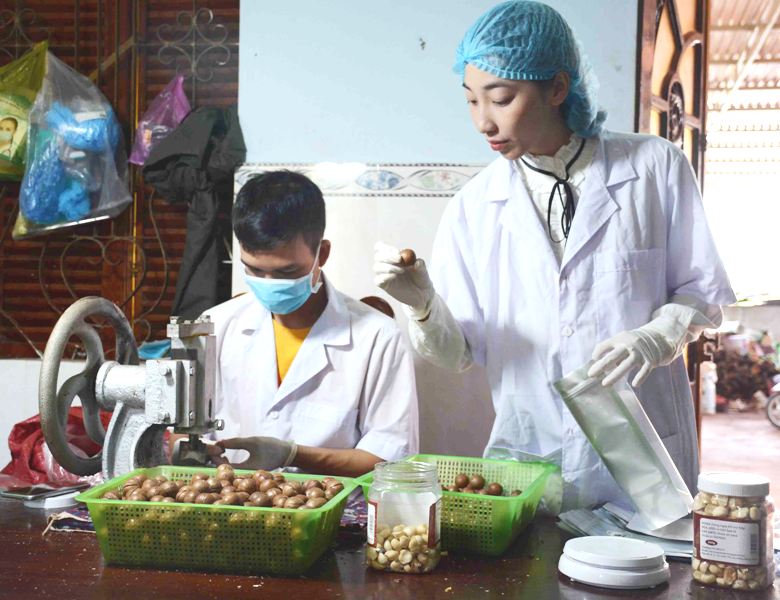 Khởi nghiệp thành công với cây mắc ca