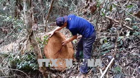 Kon Tum Không bao che, dung túng hành động xâm hại tài nguyên rừng