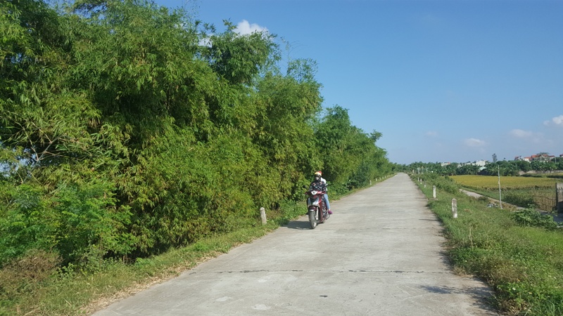 Đừng lạnh lùng đốn hạ tre xanh