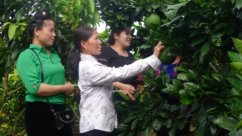 Nâng cao chất lượng, hiệu quả đào tạo nghề cho nông dân ​