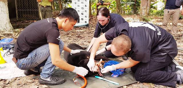 Cứu hộ gấu chó sau 15 năm nuôi nhốt tại Tây Ninh