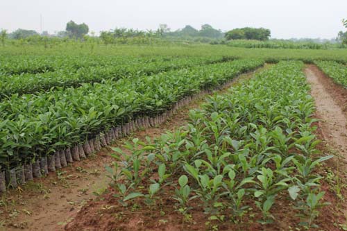 Bình Xuyên Vĩnh Phúc  Tăng cường công tác quản lý giống cây trồng