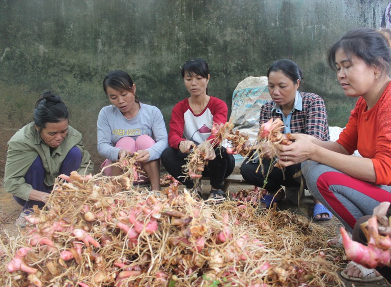 Tam Đảo Vĩnh Phúc  Chủ động triển khai giải thể các Hợp tác xã nông nghiệp ngừng hoạt động