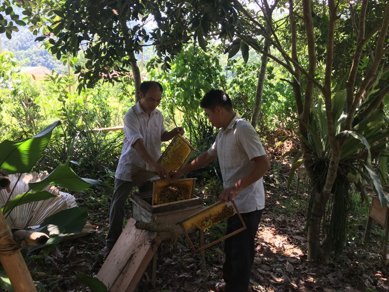 Xây dựng thương hiệu Hướng phát triển bền vững của Mật ong Hòa Bình