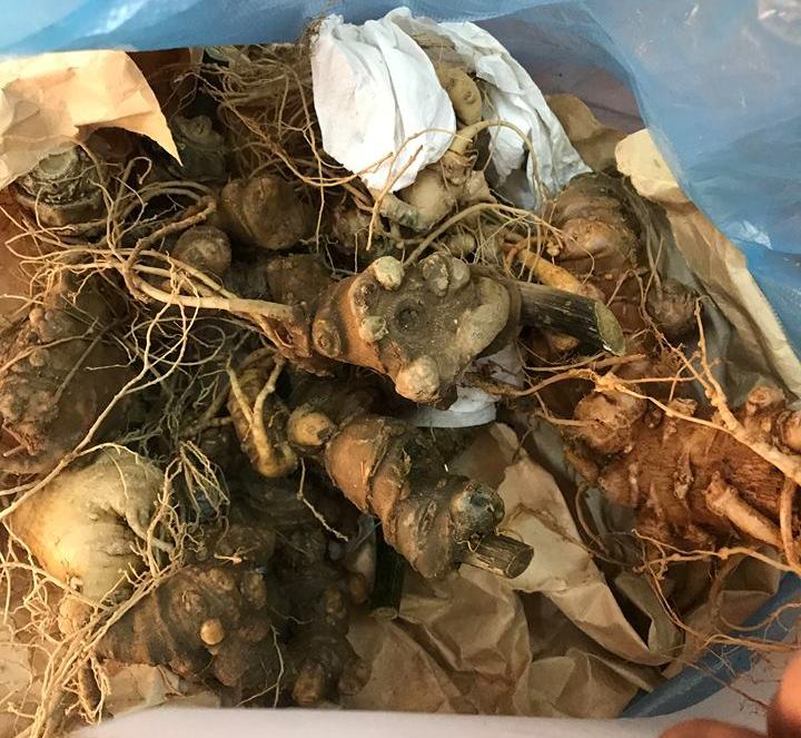 Quảng Nam Bắt đối tượng rao bán sâm Ngọc Linh giả