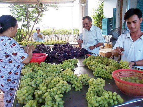 Ninh Thuận Vùng đất khát “nở hoa”