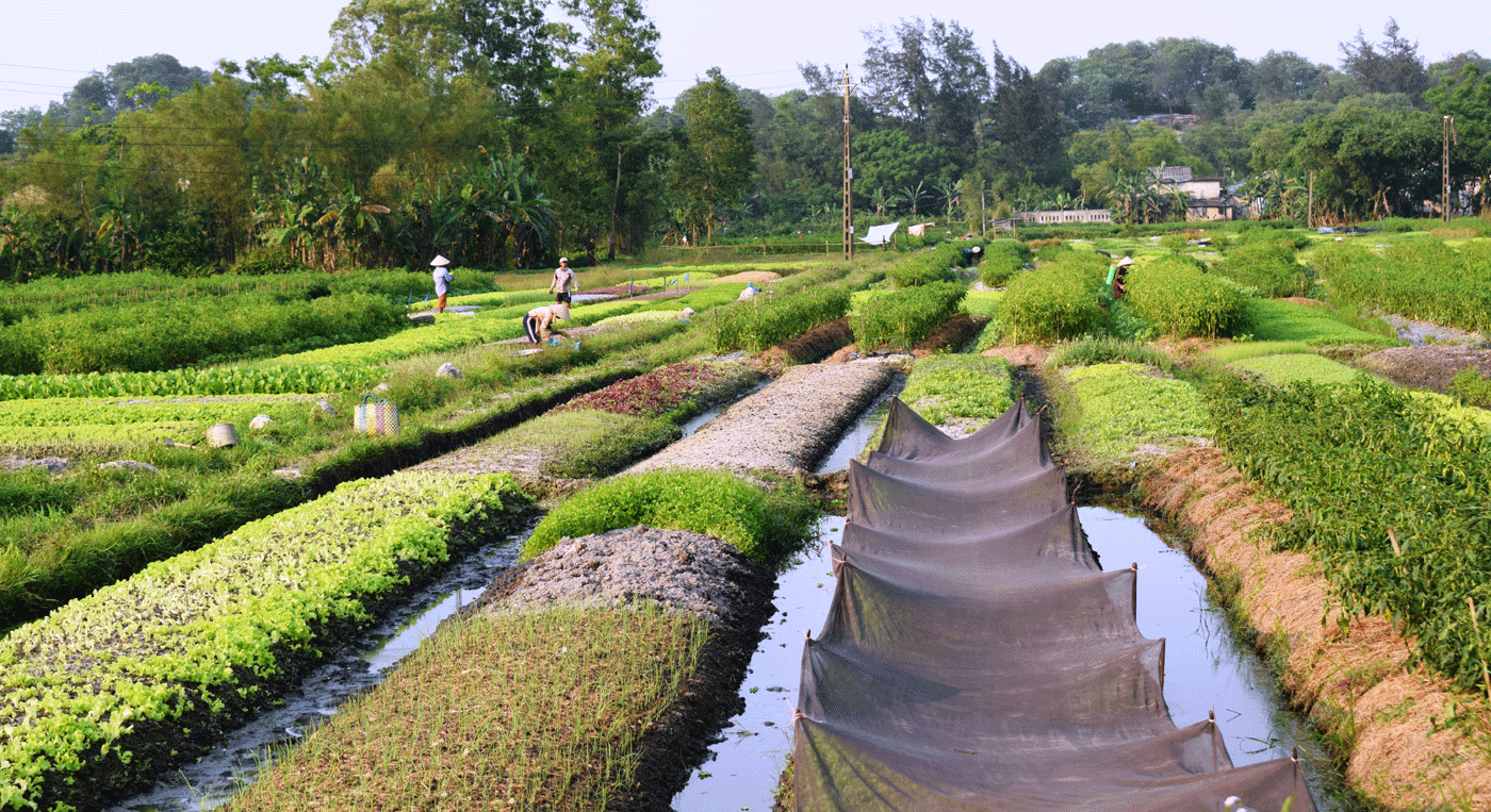 Sức sống mới trên quê hương Phong Điền