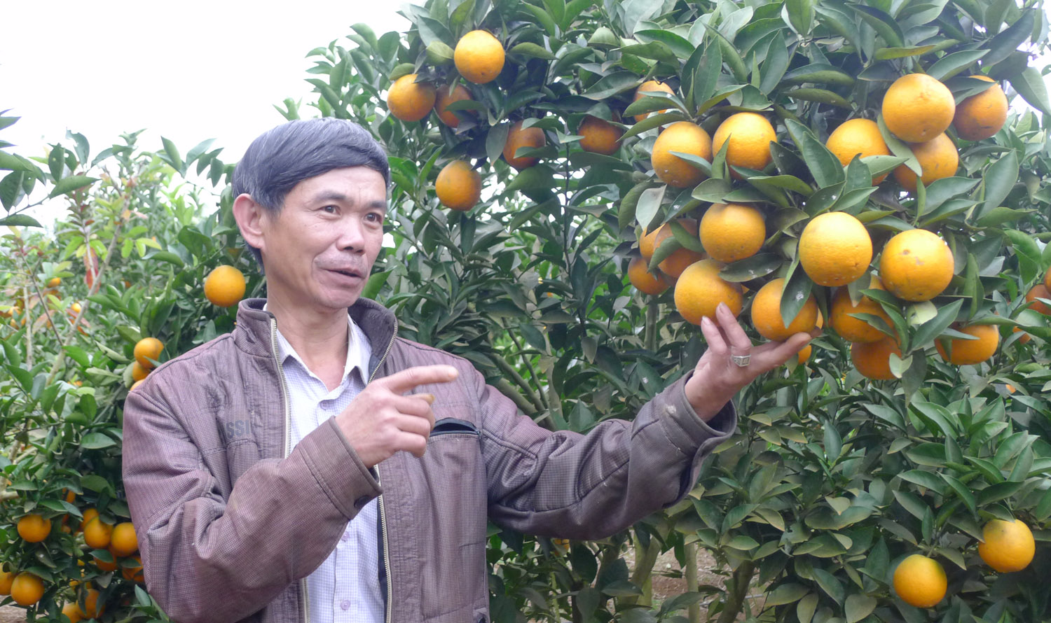 Sắc vàng từ trang trại cam ở Chiềng Ban