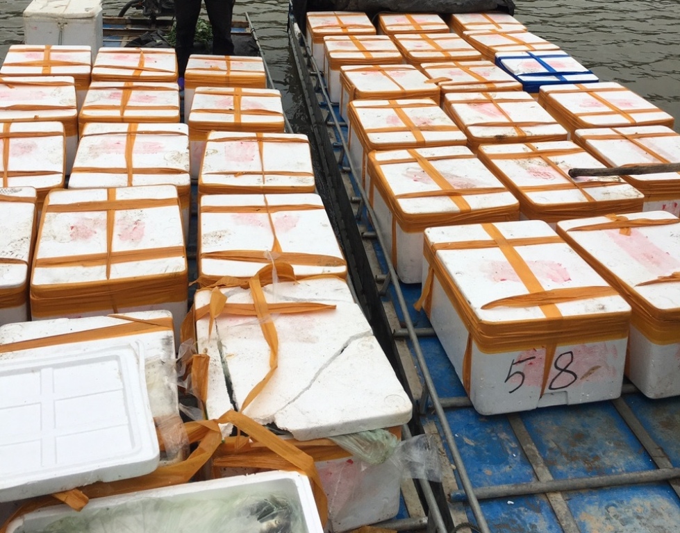 Quảng Ninh Bắt giữ hơn 1 tấn cá đông lạnh không rõ nguồn gốc ​