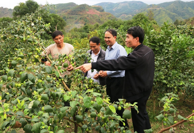 Trồng cây ăn quả trên đất dốc ở Sơn La Hiệu quả từ chủ trương đúng