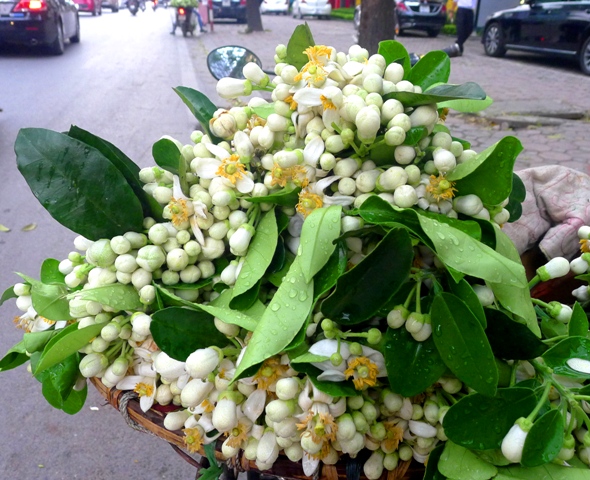Hà Nội nồng nàn, tha thiết mùa hoa bưởi