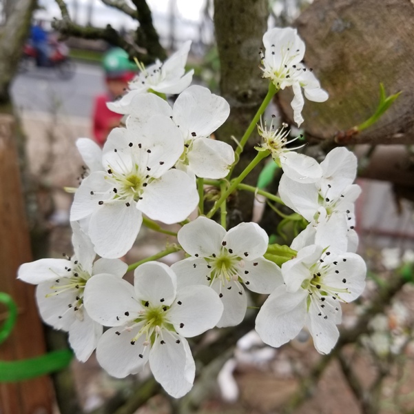 Ngắm hoa lê trắng tinh khôi giữa lòng Thủ đô