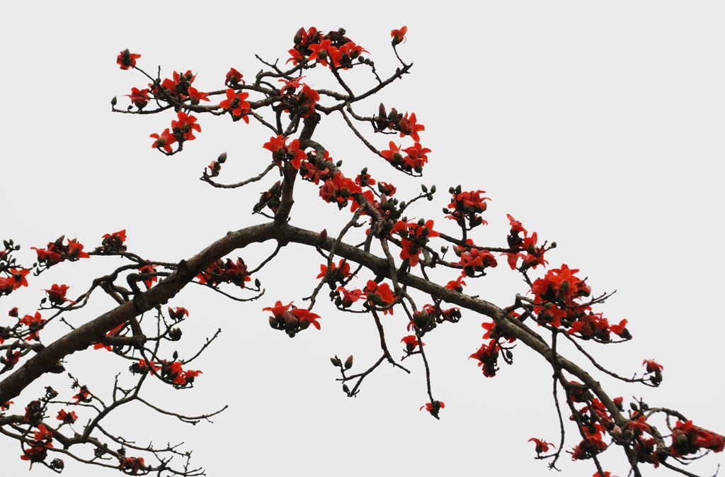 Tháng ba hoa gạo bung trời