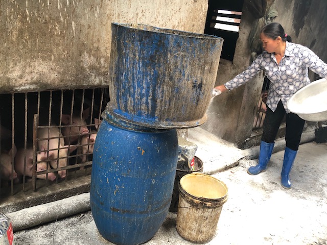 Nam Định gấp rút tiến hành các biện pháp nhằm hạn chế dịch tả lợn châu Phi