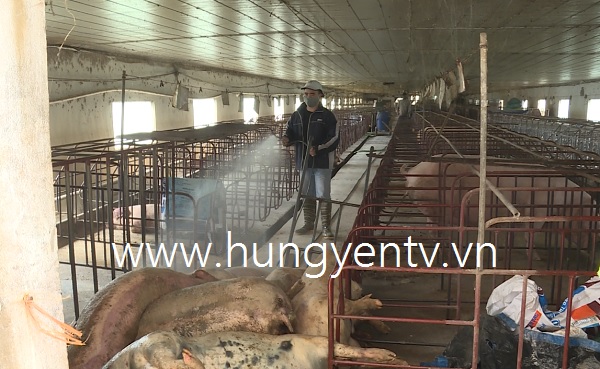 Khoái Châu quyết liệt dập dịch tả lợn châu Phi