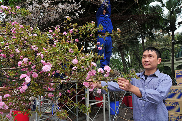 Lễ hội Hoa anh đào Nhật Bản 2019