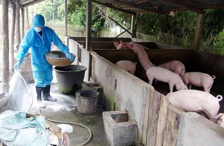Cứu ngành chăn nuôi