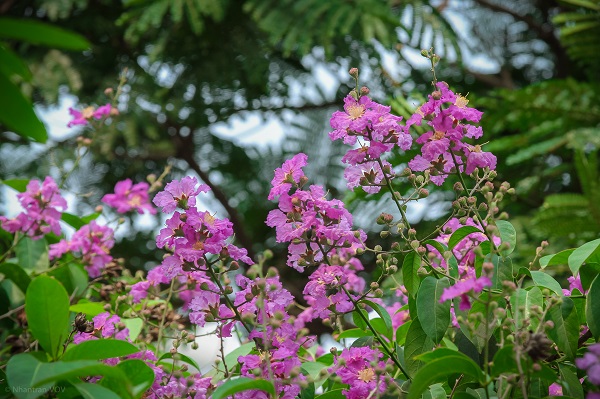 Hà Nội mùa hoa bằng lăng