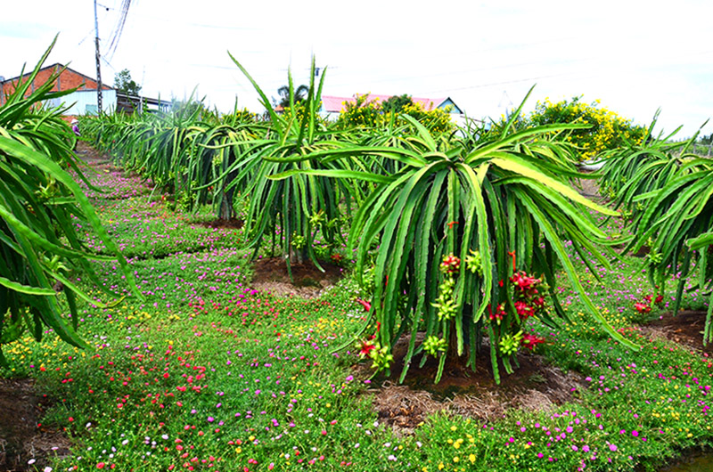Phát triển thanh long theo hướng công nghệ cao