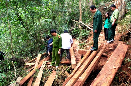 Phạt nặng hành vi khai thác rừng trái pháp luật