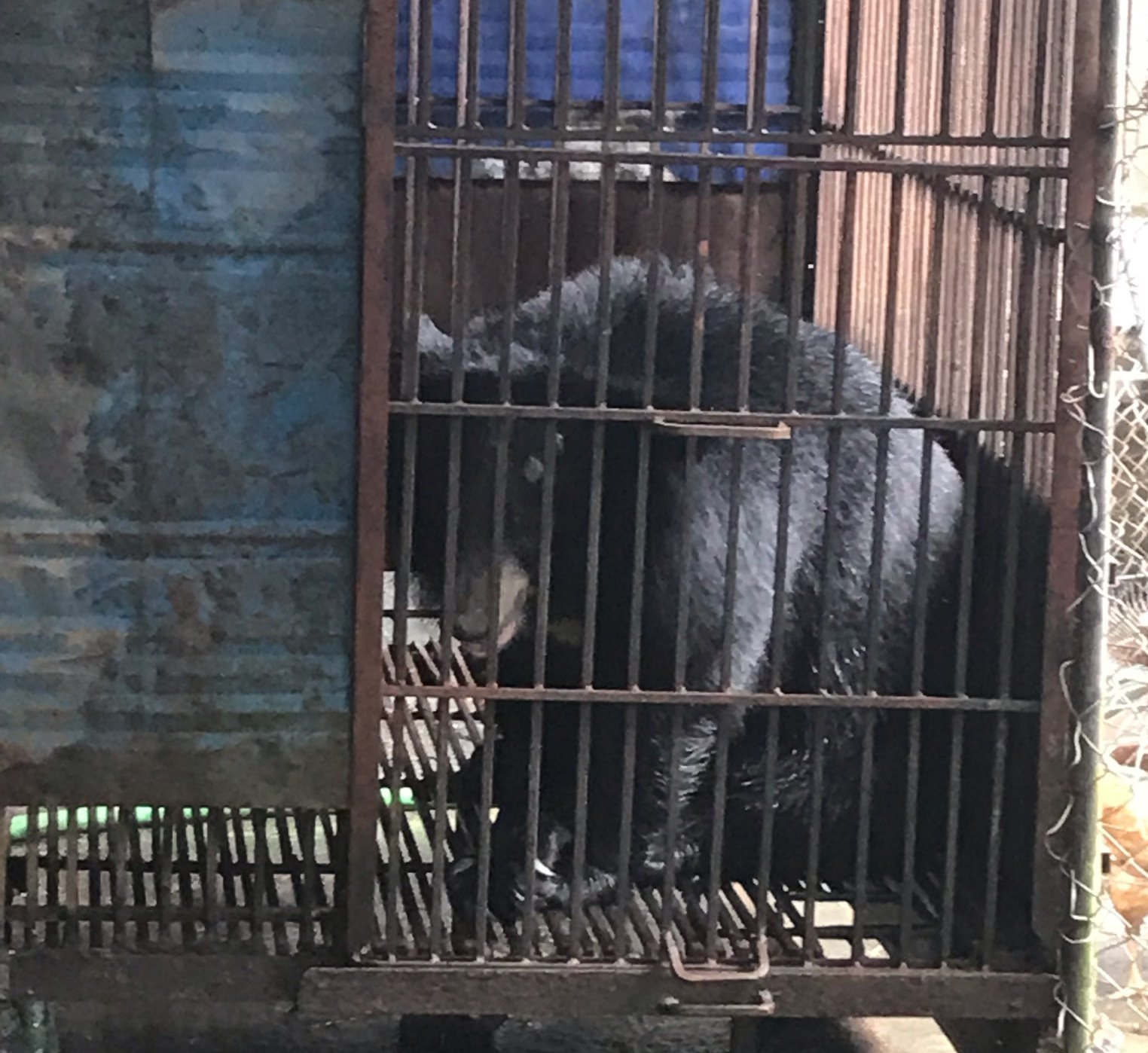 Tịch thu và chuyển giao 2 cá thể gấu ngựa bị nuôi nhốt trái phép