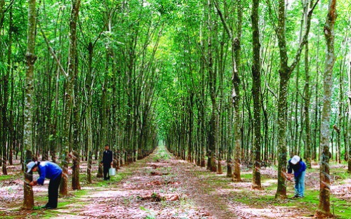 Cơ hội và triển vọng cho cao su Việt Nam