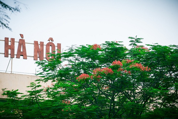 Tháng 5 - Hà Nội mùa hoa phượng