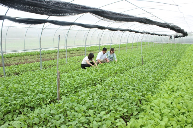 Huyện Cát Hải Hải Phòng học tập và làm theo Bác