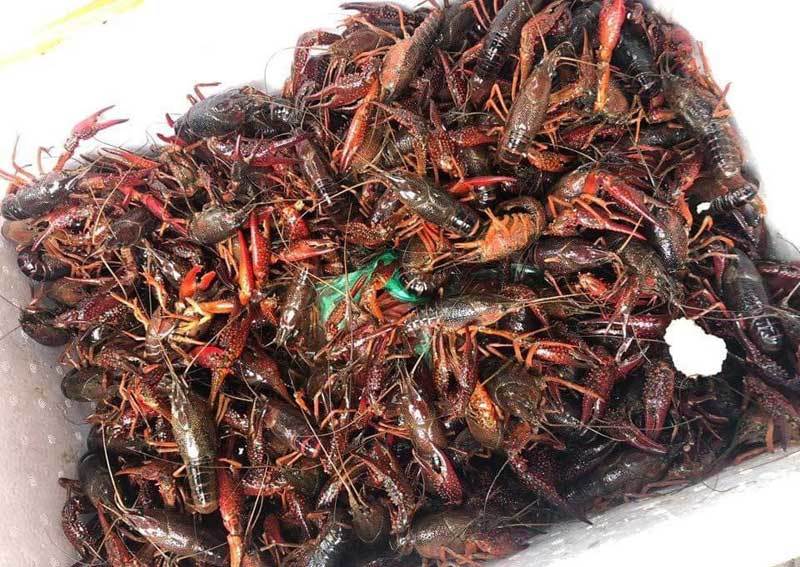Kinh doanh, tiêu thụ tôm càng đỏ là vi phạm quy định về đa dạng sinh học và thủy sản